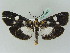 ( - BC ZSM Lep 45324)  @13 [ ] CreativeCommons - Attribution Non-Commercial Share-Alike (2010) Axel Hausmann/Bavarian State Collection of Zoology (ZSM) SNSB, Zoologische Staatssammlung Muenchen