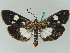  ( - BC ZSM Lep 45325)  @13 [ ] CreativeCommons - Attribution Non-Commercial Share-Alike (2010) Axel Hausmann/Bavarian State Collection of Zoology (ZSM) SNSB, Zoologische Staatssammlung Muenchen