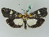  ( - BC ZSM Lep 45327)  @14 [ ] CreativeCommons - Attribution Non-Commercial Share-Alike (2010) Axel Hausmann/Bavarian State Collection of Zoology (ZSM) SNSB, Zoologische Staatssammlung Muenchen