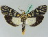  ( - BC ZSM Lep 45329)  @14 [ ] CreativeCommons - Attribution Non-Commercial Share-Alike (2010) Axel Hausmann/Bavarian State Collection of Zoology (ZSM) SNSB, Zoologische Staatssammlung Muenchen