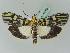  ( - BC ZSM Lep 45333)  @11 [ ] CreativeCommons - Attribution Non-Commercial Share-Alike (2010) Axel Hausmann/Bavarian State Collection of Zoology (ZSM) SNSB, Zoologische Staatssammlung Muenchen