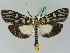  ( - BC ZSM Lep 45335)  @15 [ ] CreativeCommons - Attribution Non-Commercial Share-Alike (2010) Axel Hausmann/Bavarian State Collection of Zoology (ZSM) SNSB, Zoologische Staatssammlung Muenchen