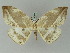  ( - BC ZSM Lep 45357)  @11 [ ] CreativeCommons - Attribution Non-Commercial Share-Alike (2010) Axel Hausmann/Bavarian State Collection of Zoology (ZSM) SNSB, Zoologische Staatssammlung Muenchen