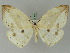  ( - BC ZSM Lep 45358)  @11 [ ] CreativeCommons - Attribution Non-Commercial Share-Alike (2010) Axel Hausmann/Bavarian State Collection of Zoology (ZSM) SNSB, Zoologische Staatssammlung Muenchen