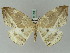  ( - BC ZSM Lep 45359)  @11 [ ] CreativeCommons - Attribution Non-Commercial Share-Alike (2010) Axel Hausmann/Bavarian State Collection of Zoology (ZSM) SNSB, Zoologische Staatssammlung Muenchen