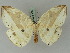  ( - BC ZSM Lep 45360)  @11 [ ] CreativeCommons - Attribution Non-Commercial Share-Alike (2010) Axel Hausmann/Bavarian State Collection of Zoology (ZSM) SNSB, Zoologische Staatssammlung Muenchen