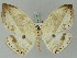  ( - BC ZSM Lep 45362)  @11 [ ] CreativeCommons - Attribution Non-Commercial Share-Alike (2010) Axel Hausmann/Bavarian State Collection of Zoology (ZSM) SNSB, Zoologische Staatssammlung Muenchen
