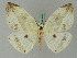  ( - BC ZSM Lep 45363)  @11 [ ] CreativeCommons - Attribution Non-Commercial Share-Alike (2010) Axel Hausmann/Bavarian State Collection of Zoology (ZSM) SNSB, Zoologische Staatssammlung Muenchen