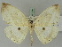  ( - BC ZSM Lep 45364)  @11 [ ] CreativeCommons - Attribution Non-Commercial Share-Alike (2010) Axel Hausmann/Bavarian State Collection of Zoology (ZSM) SNSB, Zoologische Staatssammlung Muenchen