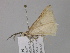  ( - BC ZSM Lep 47146)  @12 [ ] CreativeCommons - Attribution Non-Commercial Share-Alike (2010) Axel Hausmann/Bavarian State Collection of Zoology (ZSM) SNSB, Zoologische Staatssammlung Muenchen