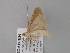  ( - BC ZSM Lep 47160)  @12 [ ] CreativeCommons - Attribution Non-Commercial Share-Alike (2010) Axel Hausmann/Bavarian State Collection of Zoology (ZSM) SNSB, Zoologische Staatssammlung Muenchen