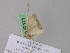  ( - BC ZSM Lep 47171)  @11 [ ] CreativeCommons - Attribution Non-Commercial Share-Alike (2010) Axel Hausmann/Bavarian State Collection of Zoology (ZSM) SNSB, Zoologische Staatssammlung Muenchen