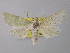  ( - BC ZSM Lep 48978)  @14 [ ] CreativeCommons - Attribution Non-Commercial Share-Alike (2010) Axel Hausmann/Bavarian State Collection of Zoology (ZSM) SNSB, Zoologische Staatssammlung Muenchen