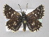  ( - BC ZSM Lep 48992)  @13 [ ] CreativeCommons - Attribution Non-Commercial Share-Alike (2010) Axel Hausmann/Bavarian State Collection of Zoology (ZSM) SNSB, Zoologische Staatssammlung Muenchen