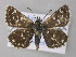  ( - BC ZSM Lep 48995)  @12 [ ] CreativeCommons - Attribution Non-Commercial Share-Alike (2010) Axel Hausmann/Bavarian State Collection of Zoology (ZSM) SNSB, Zoologische Staatssammlung Muenchen