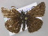  ( - BC ZSM Lep 48996)  @13 [ ] CreativeCommons - Attribution Non-Commercial Share-Alike (2010) Axel Hausmann/Bavarian State Collection of Zoology (ZSM) SNSB, Zoologische Staatssammlung Muenchen