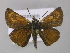  ( - BC ZSM Lep 48998)  @14 [ ] CreativeCommons - Attribution Non-Commercial Share-Alike (2010) Axel Hausmann/Bavarian State Collection of Zoology (ZSM) SNSB, Zoologische Staatssammlung Muenchen