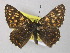  ( - BC ZSM Lep 49011)  @14 [ ] CreativeCommons - Attribution Non-Commercial Share-Alike (2010) Axel Hausmann/Bavarian State Collection of Zoology (ZSM) SNSB, Zoologische Staatssammlung Muenchen