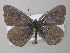  ( - BC ZSM Lep 49016)  @13 [ ] CreativeCommons - Attribution Non-Commercial Share-Alike (2010) Axel Hausmann/Bavarian State Collection of Zoology (ZSM) SNSB, Zoologische Staatssammlung Muenchen