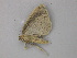  ( - BC ZSM Lep 49051)  @12 [ ] CreativeCommons - Attribution Non-Commercial Share-Alike (2010) Axel Hausmann/Bavarian State Collection of Zoology (ZSM) SNSB, Zoologische Staatssammlung Muenchen