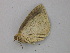  ( - BC ZSM Lep 49066)  @12 [ ] CreativeCommons - Attribution Non-Commercial Share-Alike (2010) Axel Hausmann/Bavarian State Collection of Zoology (ZSM) SNSB, Zoologische Staatssammlung Muenchen