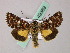  ( - BC ZSM Lep 49369)  @14 [ ] CreativeCommons - Attribution Non-Commercial Share-Alike (2010) Axel Hausmann/Bavarian State Collection of Zoology (ZSM) SNSB, Zoologische Staatssammlung Muenchen