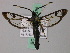  (Synanthedon spheciformis - BC ZSM Lep 49374)  @15 [ ] CreativeCommons - Attribution Non-Commercial Share-Alike (2010) Axel Hausmann/Bavarian State Collection of Zoology (ZSM) SNSB, Zoologische Staatssammlung Muenchen