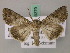  ( - BC ZSM Lep 49379)  @14 [ ] CreativeCommons - Attribution Non-Commercial Share-Alike (2010) Axel Hausmann/Bavarian State Collection of Zoology (ZSM) SNSB, Zoologische Staatssammlung Muenchen