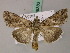  ( - BC ZSM Lep 49383)  @15 [ ] CreativeCommons - Attribution Non-Commercial Share-Alike (2010) Axel Hausmann/Bavarian State Collection of Zoology (ZSM) SNSB, Zoologische Staatssammlung Muenchen