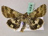  ( - BC ZSM Lep 49388)  @14 [ ] CreativeCommons - Attribution Non-Commercial Share-Alike (2010) Axel Hausmann/Bavarian State Collection of Zoology (ZSM) SNSB, Zoologische Staatssammlung Muenchen