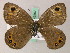  ( - BC ZSM Lep 49397)  @13 [ ] CreativeCommons - Attribution Non-Commercial Share-Alike (2010) Axel Hausmann/Bavarian State Collection of Zoology (ZSM) SNSB, Zoologische Staatssammlung Muenchen