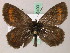  ( - BC ZSM Lep 49400)  @14 [ ] CreativeCommons - Attribution Non-Commercial Share-Alike (2010) Axel Hausmann/Bavarian State Collection of Zoology (ZSM) SNSB, Zoologische Staatssammlung Muenchen
