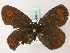  ( - BC ZSM Lep 49402)  @13 [ ] CreativeCommons - Attribution Non-Commercial Share-Alike (2010) Axel Hausmann/Bavarian State Collection of Zoology (ZSM) SNSB, Zoologische Staatssammlung Muenchen