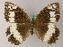  ( - BC ZSM Lep 49409)  @13 [ ] CreativeCommons - Attribution Non-Commercial Share-Alike (2010) Axel Hausmann/Bavarian State Collection of Zoology (ZSM) SNSB, Zoologische Staatssammlung Muenchen