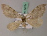  ( - BC ZSM Lep 49431)  @11 [ ] CreativeCommons - Attribution Non-Commercial Share-Alike (2010) Axel Hausmann/Bavarian State Collection of Zoology (ZSM) SNSB, Zoologische Staatssammlung Muenchen