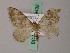  ( - BC ZSM Lep 49432)  @13 [ ] CreativeCommons - Attribution Non-Commercial Share-Alike (2010) Axel Hausmann/Bavarian State Collection of Zoology (ZSM) SNSB, Zoologische Staatssammlung Muenchen