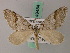  ( - BC ZSM Lep 49434)  @11 [ ] CreativeCommons - Attribution Non-Commercial Share-Alike (2010) Axel Hausmann/Bavarian State Collection of Zoology (ZSM) SNSB, Zoologische Staatssammlung Muenchen