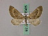  ( - BC ZSM Lep 49435)  @13 [ ] CreativeCommons - Attribution Non-Commercial Share-Alike (2010) Axel Hausmann/Bavarian State Collection of Zoology (ZSM) SNSB, Zoologische Staatssammlung Muenchen