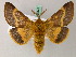  ( - BC ZSM Lep 49441)  @11 [ ] CreativeCommons - Attribution Non-Commercial Share-Alike (2010) Axel Hausmann/Bavarian State Collection of Zoology (ZSM) SNSB, Zoologische Staatssammlung Muenchen