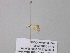  (Idaea AH02CaGh - BC ZSM Lep 39489)  @12 [ ] CreativeCommons - Attribution Non-Commercial Share-Alike (2011) Axel Hausmann/Bavarian State Collection of Zoology (ZSM) SNSB, Zoologische Staatssammlung Muenchen