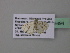  (Epiplema AH01CaGh - BC ZSM Lep 39494)  @13 [ ] CreativeCommons - Attribution Non-Commercial Share-Alike (2011) Axel Hausmann/Bavarian State Collection of Zoology (ZSM) SNSB, Zoologische Staatssammlung Muenchen