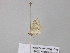  ( - BC ZSM Lep 39495)  @12 [ ] CreativeCommons - Attribution Non-Commercial Share-Alike (2011) Axel Hausmann/Bavarian State Collection of Zoology (ZSM) SNSB, Zoologische Staatssammlung Muenchen