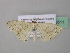  (Scopula AH07CaGh - BC ZSM Lep 39511)  @14 [ ] CreativeCommons - Attribution Non-Commercial Share-Alike (2011) Axel Hausmann/Bavarian State Collection of Zoology (ZSM) SNSB, Zoologische Staatssammlung Muenchen