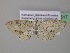 ( - BC ZSM Lep 39517)  @12 [ ] CreativeCommons - Attribution Non-Commercial Share-Alike (2011) Axel Hausmann/Bavarian State Collection of Zoology (ZSM) SNSB, Zoologische Staatssammlung Muenchen