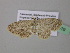  ( - BC ZSM Lep 39519)  @13 [ ] CreativeCommons - Attribution Non-Commercial Share-Alike (2011) Axel Hausmann/Bavarian State Collection of Zoology (ZSM) SNSB, Zoologische Staatssammlung Muenchen