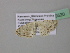  (Scopula AH10CaGh - BC ZSM Lep 39520)  @13 [ ] CreativeCommons - Attribution Non-Commercial Share-Alike (2011) Axel Hausmann/Bavarian State Collection of Zoology (ZSM) SNSB, Zoologische Staatssammlung Muenchen