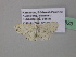  ( - BC ZSM Lep 39523)  @13 [ ] CreativeCommons - Attribution Non-Commercial Share-Alike (2011) Axel Hausmann/Bavarian State Collection of Zoology (ZSM) SNSB, Zoologische Staatssammlung Muenchen