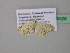  ( - BC ZSM Lep 39526)  @13 [ ] CreativeCommons - Attribution Non-Commercial Share-Alike (2011) Axel Hausmann/Bavarian State Collection of Zoology (ZSM) SNSB, Zoologische Staatssammlung Muenchen