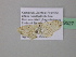  ( - BC ZSM Lep 39527)  @13 [ ] CreativeCommons - Attribution Non-Commercial Share-Alike (2011) Axel Hausmann/Bavarian State Collection of Zoology (ZSM) SNSB, Zoologische Staatssammlung Muenchen