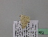  (Scopula AH13CaGh - BC ZSM Lep 39532)  @12 [ ] CreativeCommons - Attribution Non-Commercial Share-Alike (2011) Axel Hausmann/Bavarian State Collection of Zoology (ZSM) SNSB, Zoologische Staatssammlung Muenchen